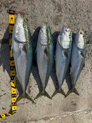ブリの釣果