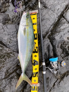 イナダの釣果