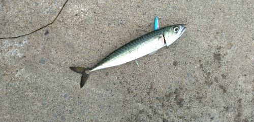 ゴマサバの釣果