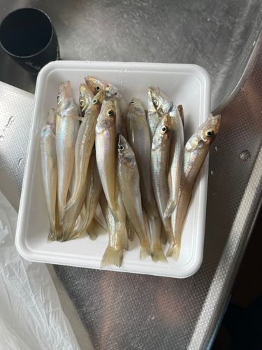 シロギスの釣果