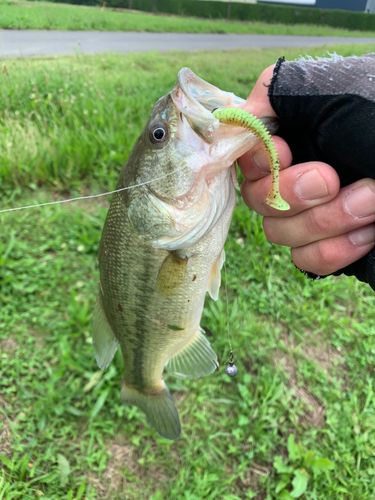 ラージマウスバスの釣果