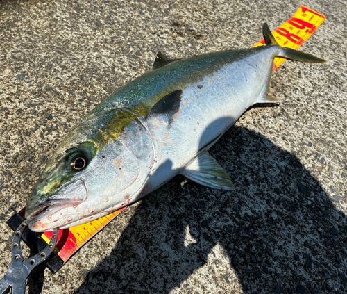ヒラマサの釣果