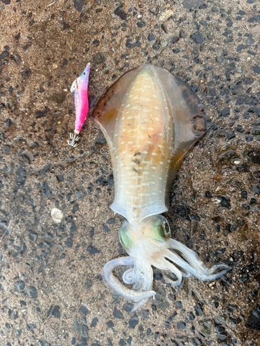 アオリイカの釣果