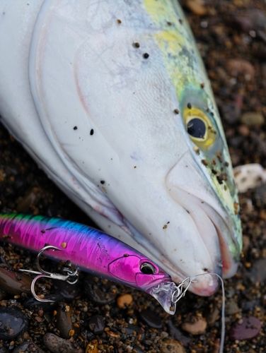 ワラサの釣果