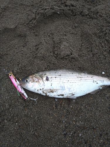 コノシロの釣果