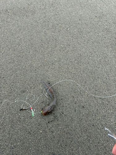 ゴンズイの釣果