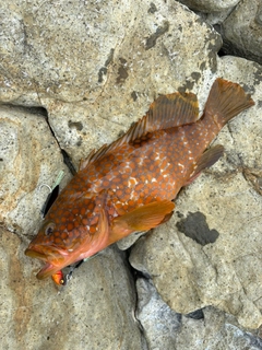 キジハタの釣果