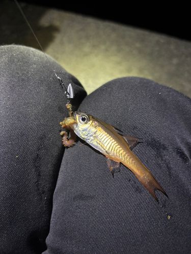 ネンブツダイの釣果