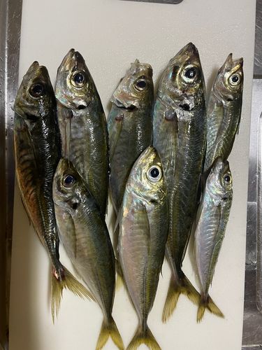 アジの釣果