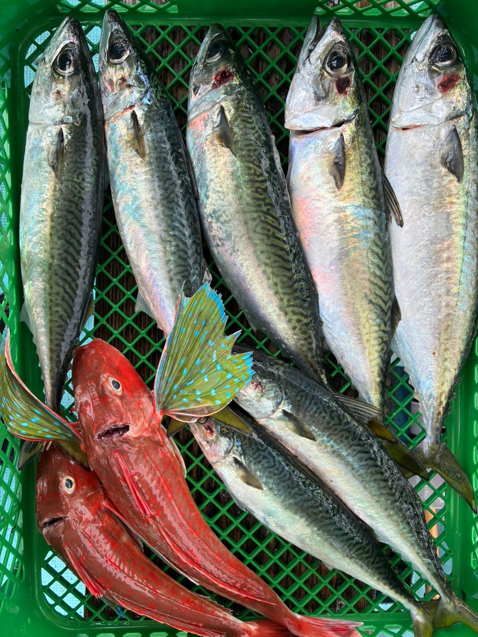 サバの釣果写真