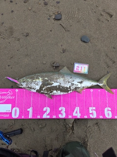 ワラサの釣果