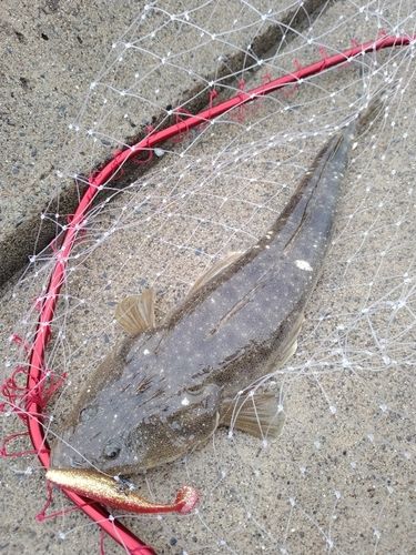 マゴチの釣果