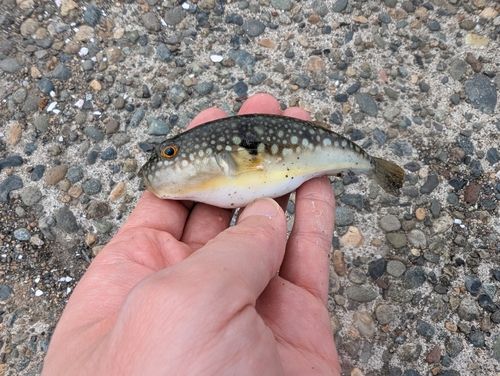 コモンフグの釣果
