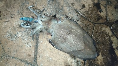 モンゴウイカの釣果
