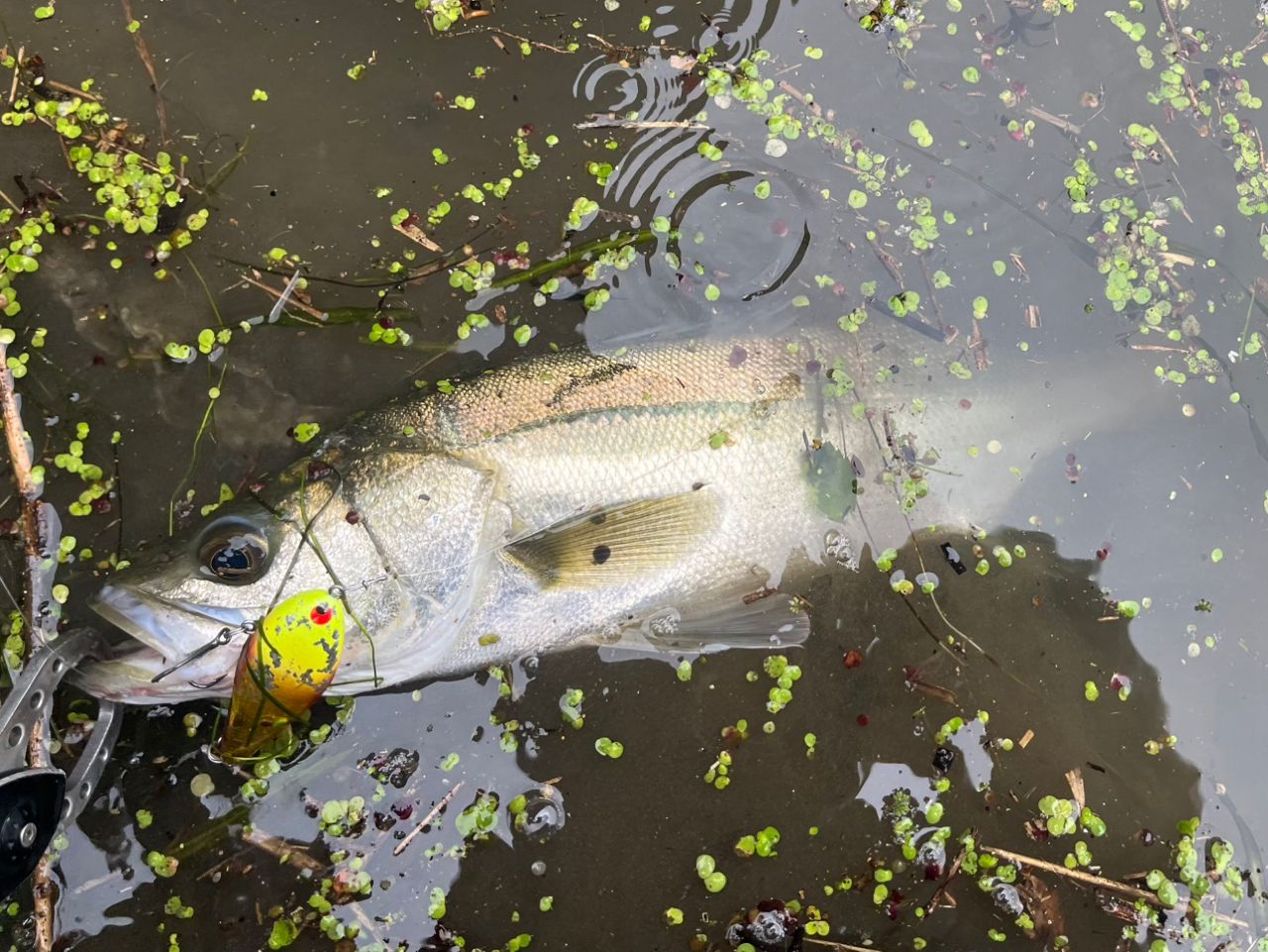 シーバスの釣果写真