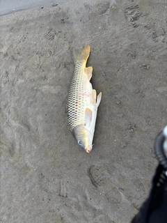 コイの釣果