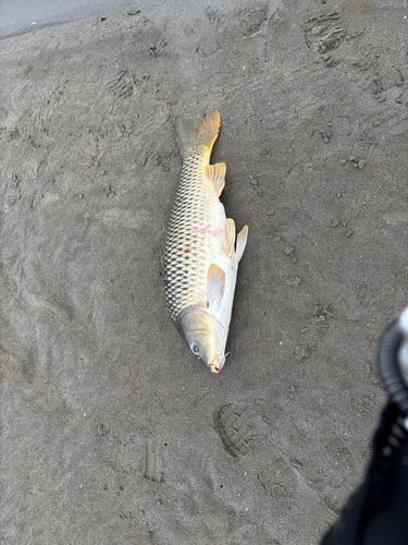 コイの釣果