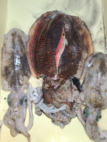 コウイカの釣果