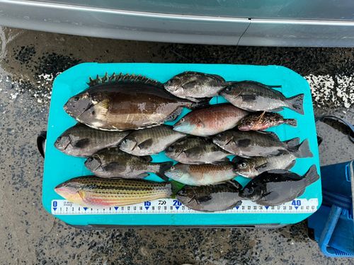 グレの釣果