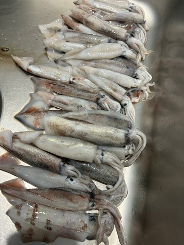 イカの釣果