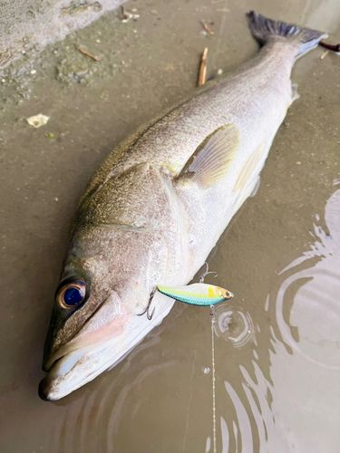 スズキの釣果