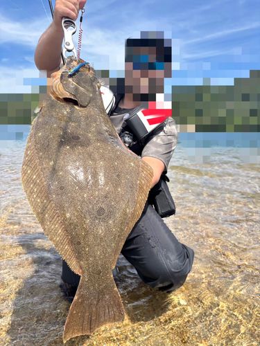 ヒラメの釣果