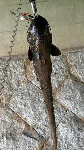 ナマズの釣果