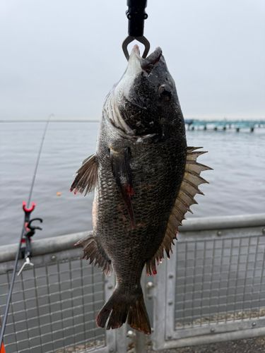 チヌの釣果
