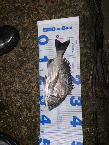 クロダイの釣果