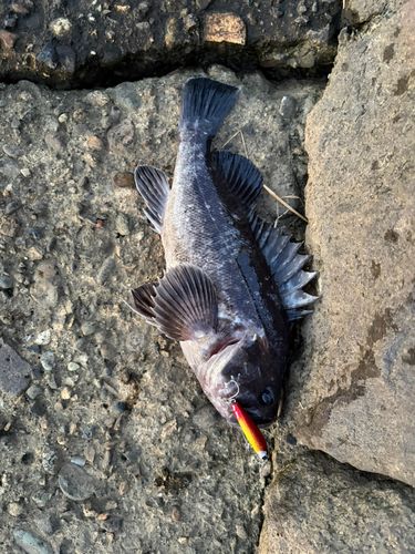 クロソイの釣果