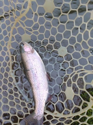 ニジマスの釣果