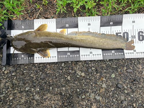ナマズの釣果