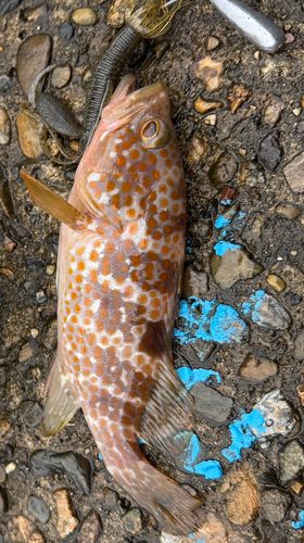 アコウの釣果