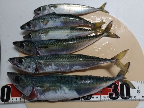 サバの釣果