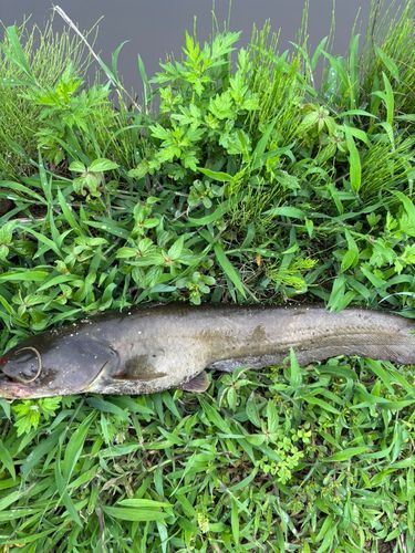 ナマズの釣果