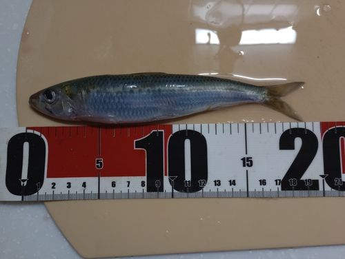 イワシの釣果