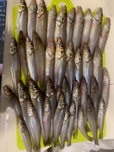 イシモチの釣果