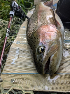 ニジマスの釣果