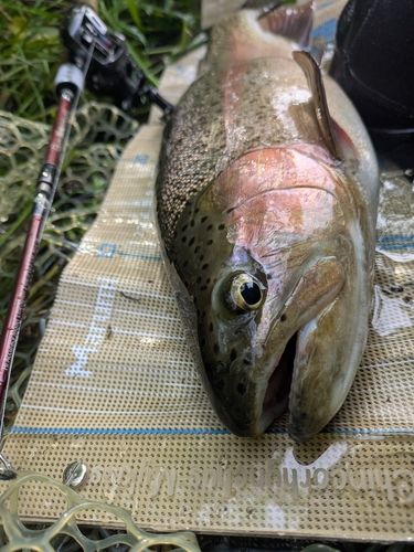 ニジマスの釣果