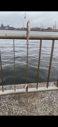 イシモチの釣果