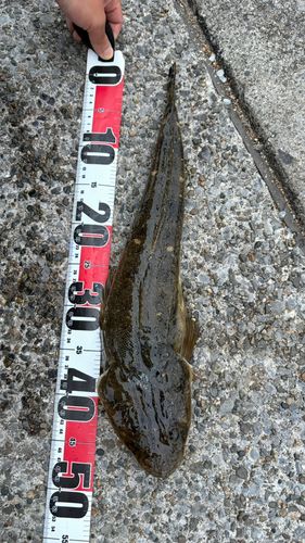 マゴチの釣果