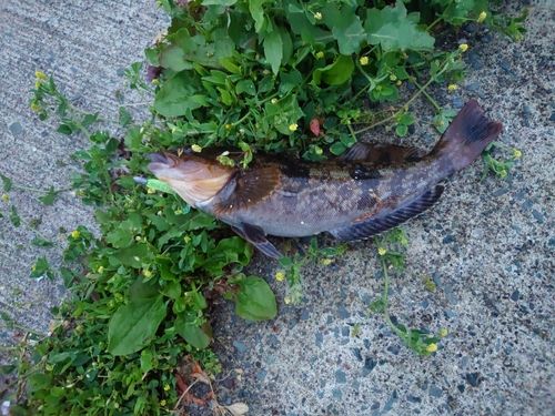 アイナメの釣果