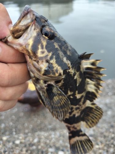 タケノコメバルの釣果