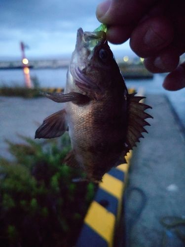 メバルの釣果