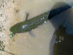 ライギョの釣果