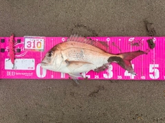 マダイの釣果