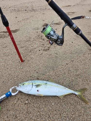 ツバスの釣果