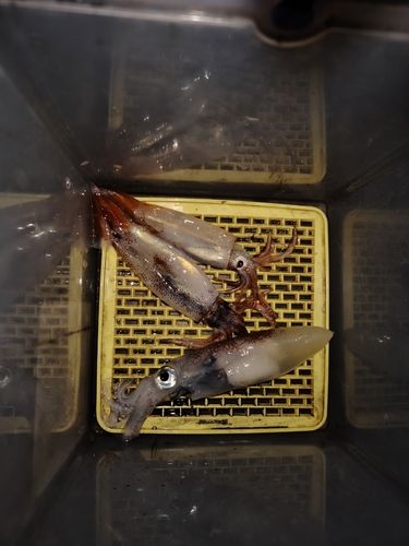 スルメイカの釣果