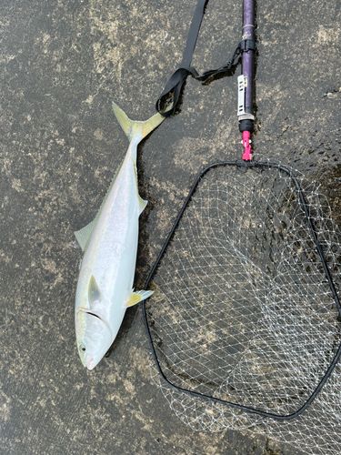ブリの釣果