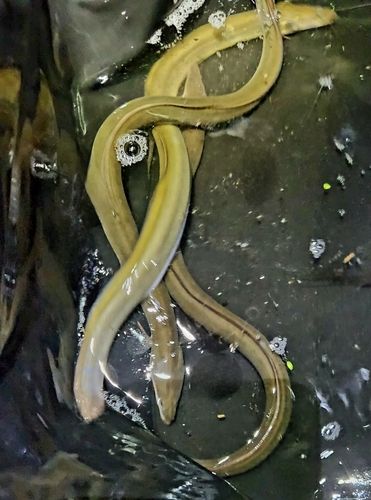 ウナギの釣果